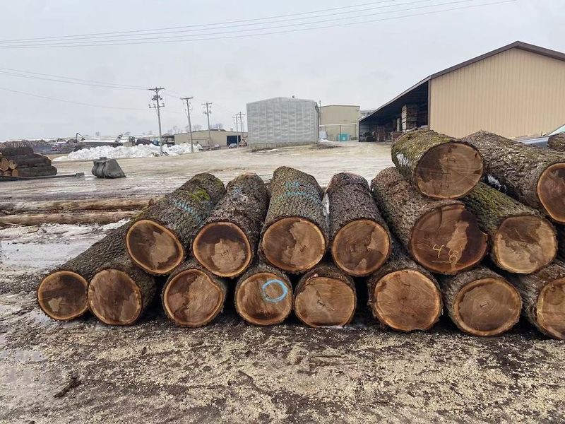 China Dongguan Yinghui Wood Industry Co., Ltd. Perfil da companhia